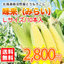 とうもろこし:北海道グルメ　アフター楽天市場店