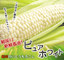 とうもろこし:サンライズファーム（ハムギフト）