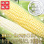 とうもろこし:スイートベジタブルファクトリー
