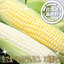 とうもろこし:スイートベジタブルファクトリー