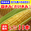 とうもろこし:ためのぶストア楽天市場店
