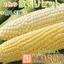 とうもろこし:富良野グルメ工房【とみたメロン】