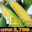 とうもろこし:築地からの直送便
