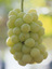 ブドウ:岡山いー果物産直便